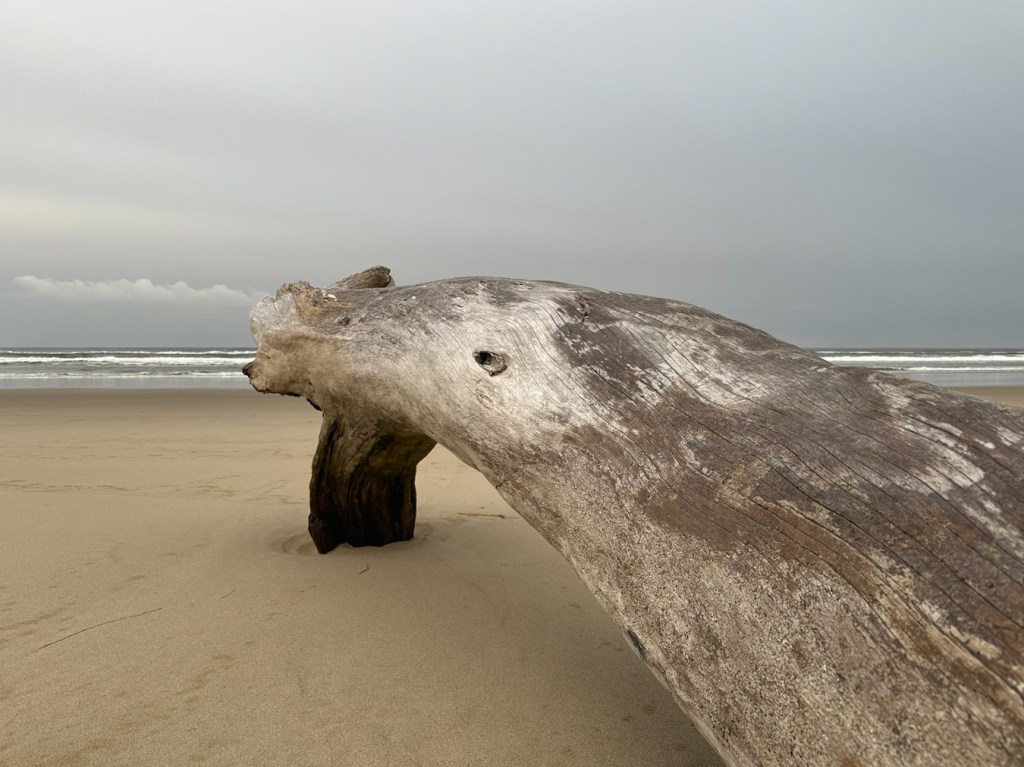 A drifted log's base faces the sea, made with a somewhat defiant look.