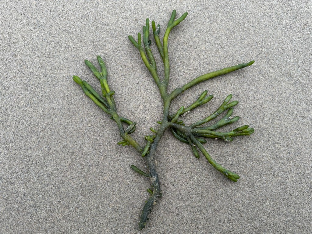Drift Codium fragile, cleaned up and laid out on the sand.