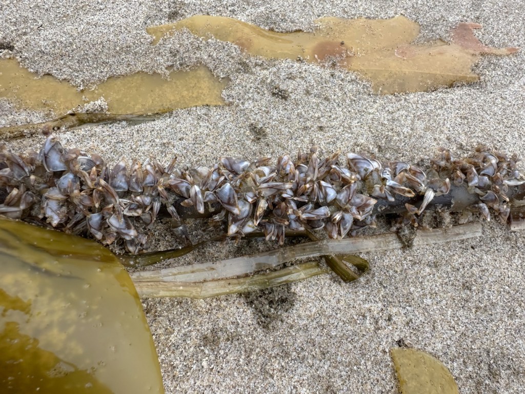 Closeup of a drift bull kelp (Nereocystis) stipe heavily occupied by pelagic barnacles.