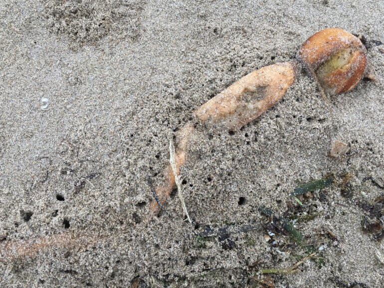 Beach hopper workings in the sand along the edges of an old bull kelp stipe.