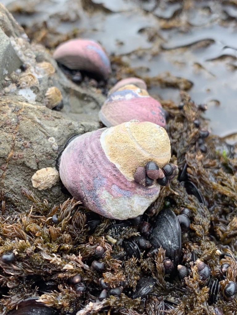 Closeup of a black turban with several hitchhiking periwinkles Littorina. A bunch more Littorina on a bed of seaweed in the foreground.