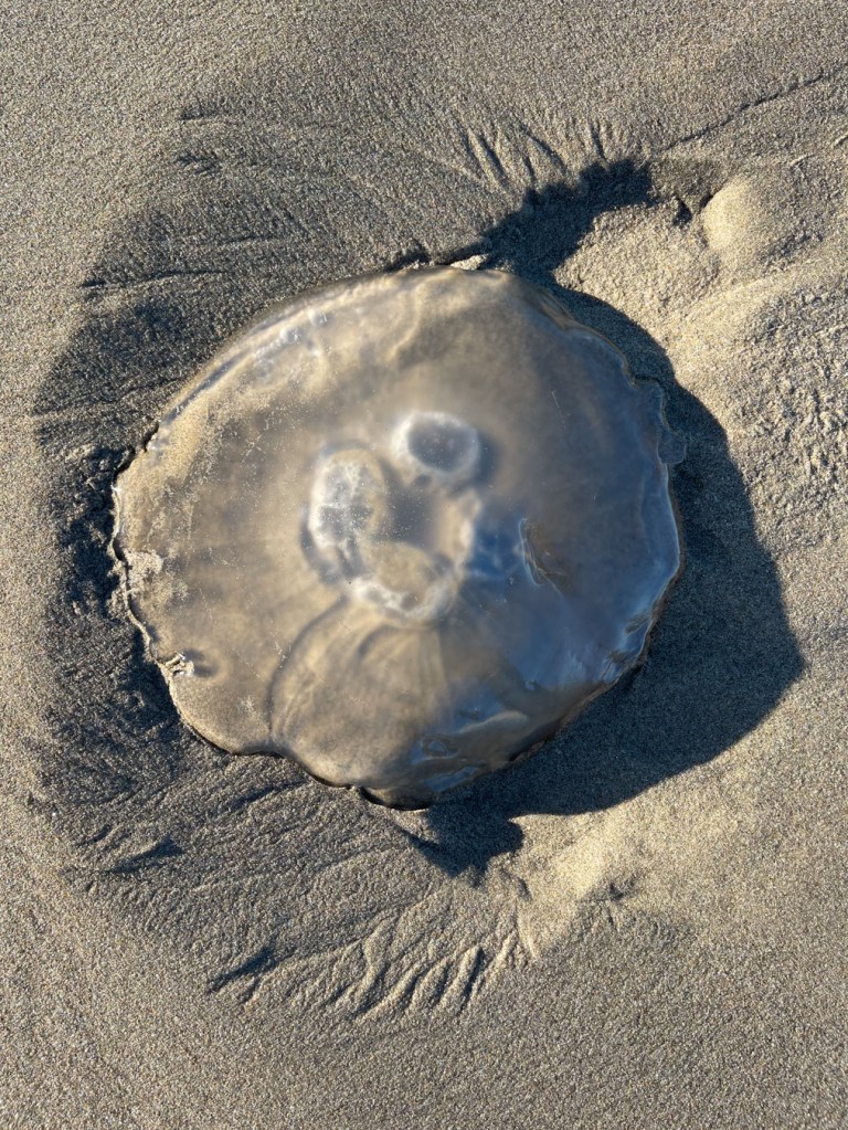 Closeup of a beached moon jelly Aurelia labiata resting on the sand.