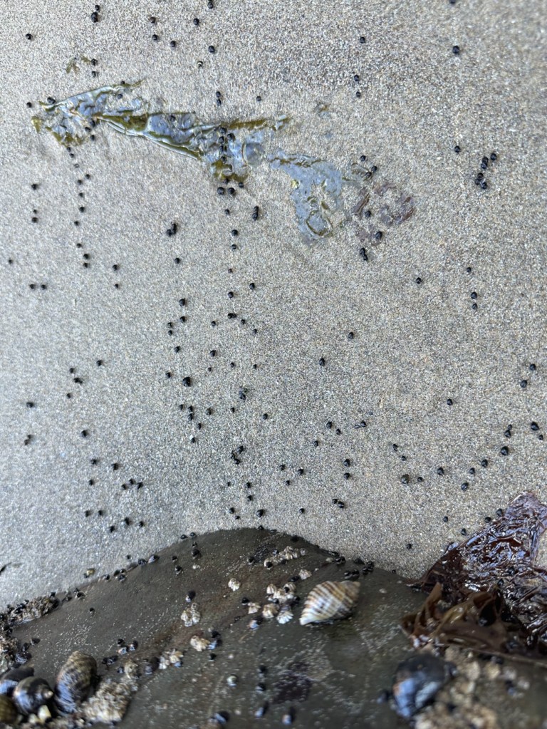 Periwinkles Littorina moving over the sand away from their rock.