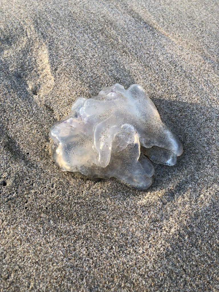 Closeup of a moon jelly Aurelia labiata fragment resting on the sand.