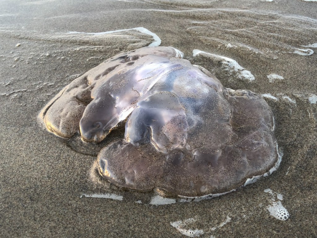 Closeup of a beached moon jelly Aurelia labiata resting on the sand.