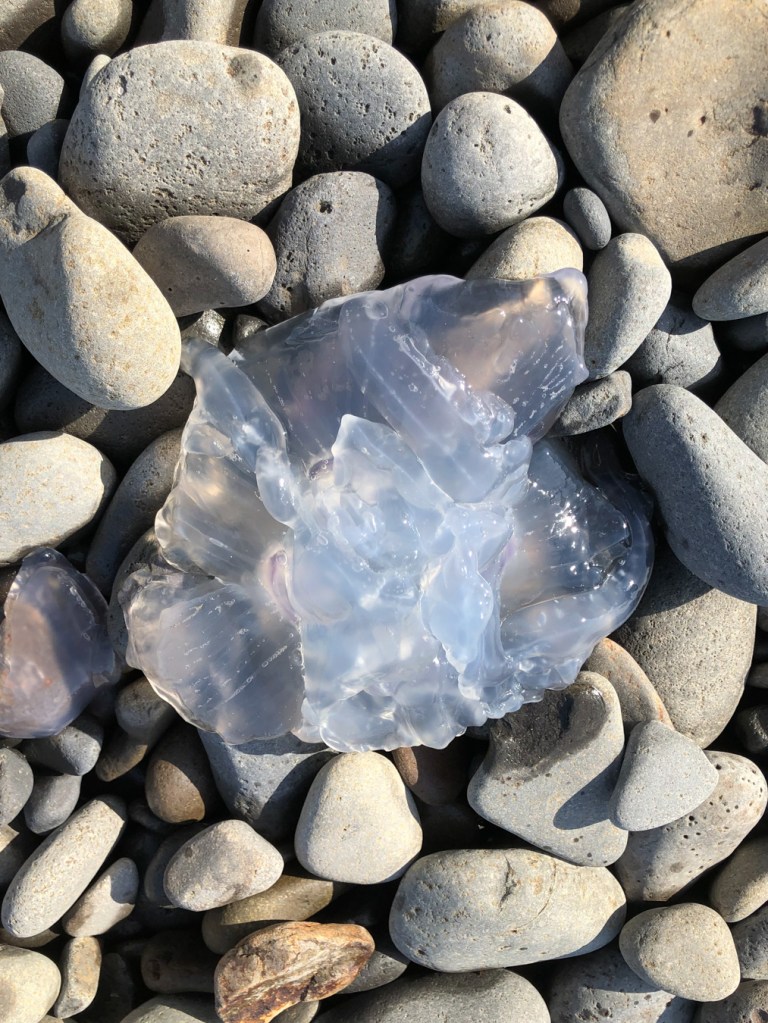 Closeup of a moon jelly Aurelia labiata fragment resting on the cobbles. 