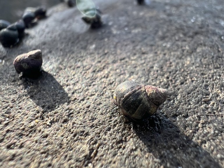 Backlit periwinkles (Littorina) atop a boulder.