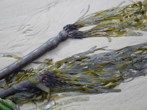 Fresh drift bull kelp Nereocystis luetkeana resting on beach sand.