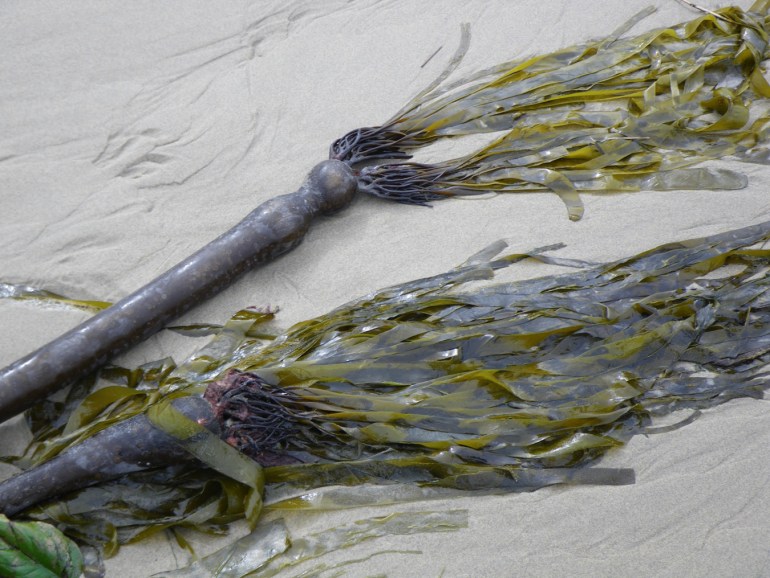 Fresh drift bull kelp Nereocystis luetkeana resting on beach sand.