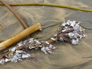 Pelagic gooseneck barnacles Lepas on beached bull kelp stipe.