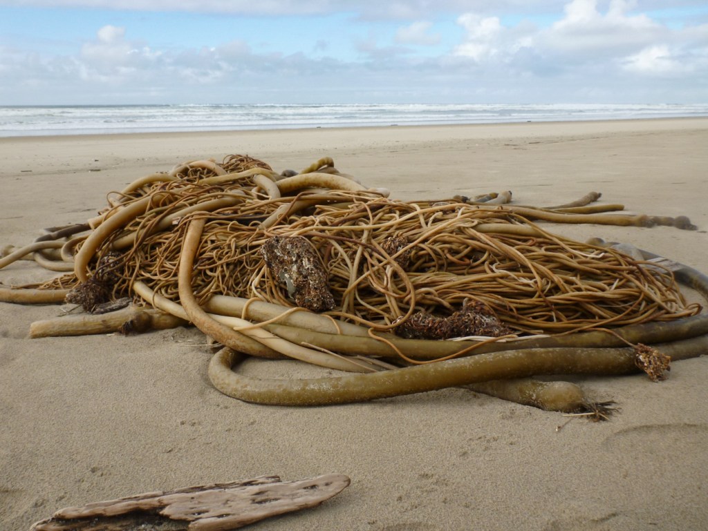 Large bull kelp drift mass rests on the beach. surf zone in the distance. Partly cloudy sky.