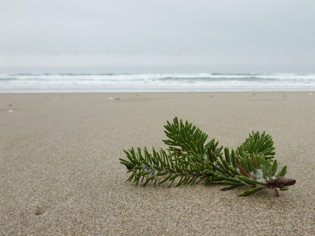 In the foreground, a Sitka sauce branch tip rests alone on a clean beach. In the background, more beach, the surf zone, and a cloudy sky.