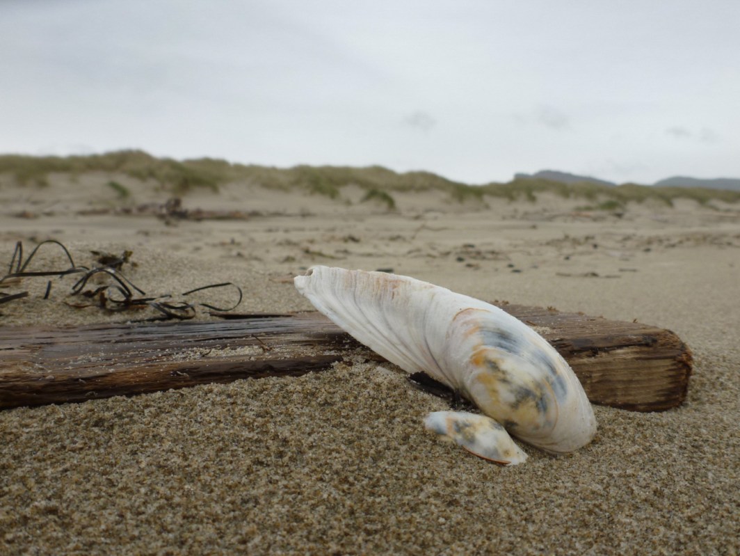 In the foreground, a fat gaper clam Tresus capax leaning against a piece of driftwood in the sand. In the background, the back beach and foredune. Cloudy sky.