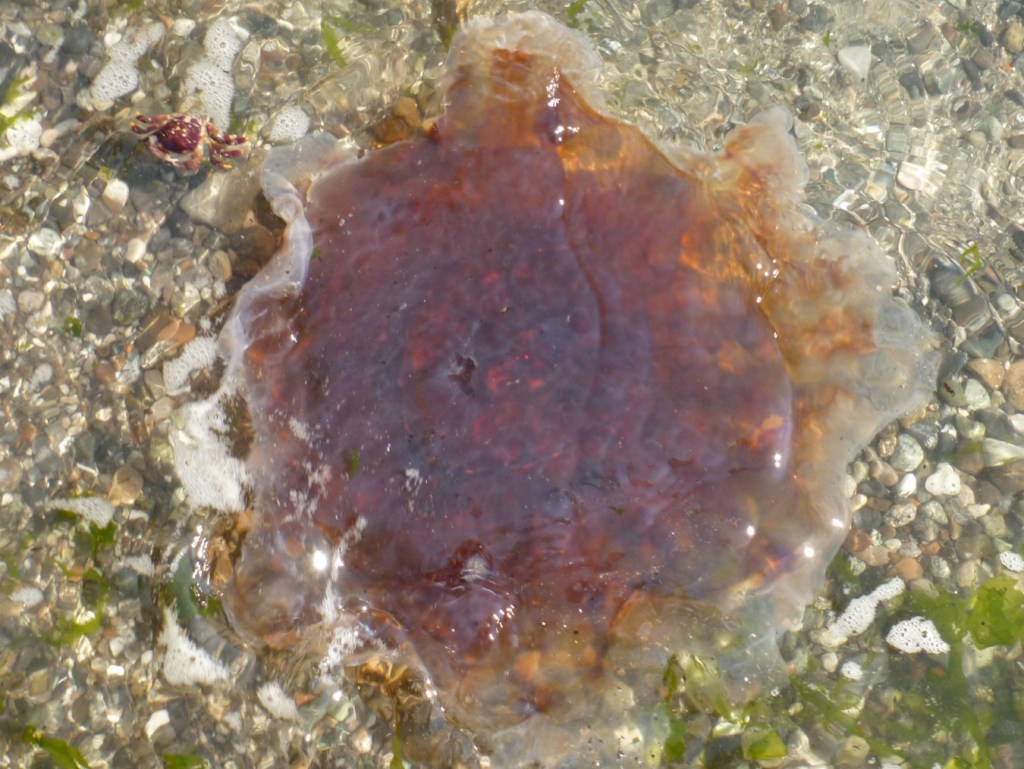 Lion's mane, Cyanea ferruginea floating in shallow quiet water over a gravel substrate.