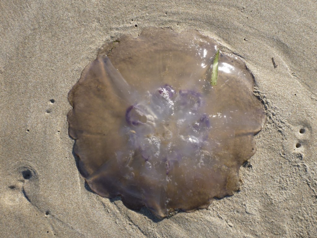 Closeup of a beached moon jelly Aurelia labiata resting on the sand.