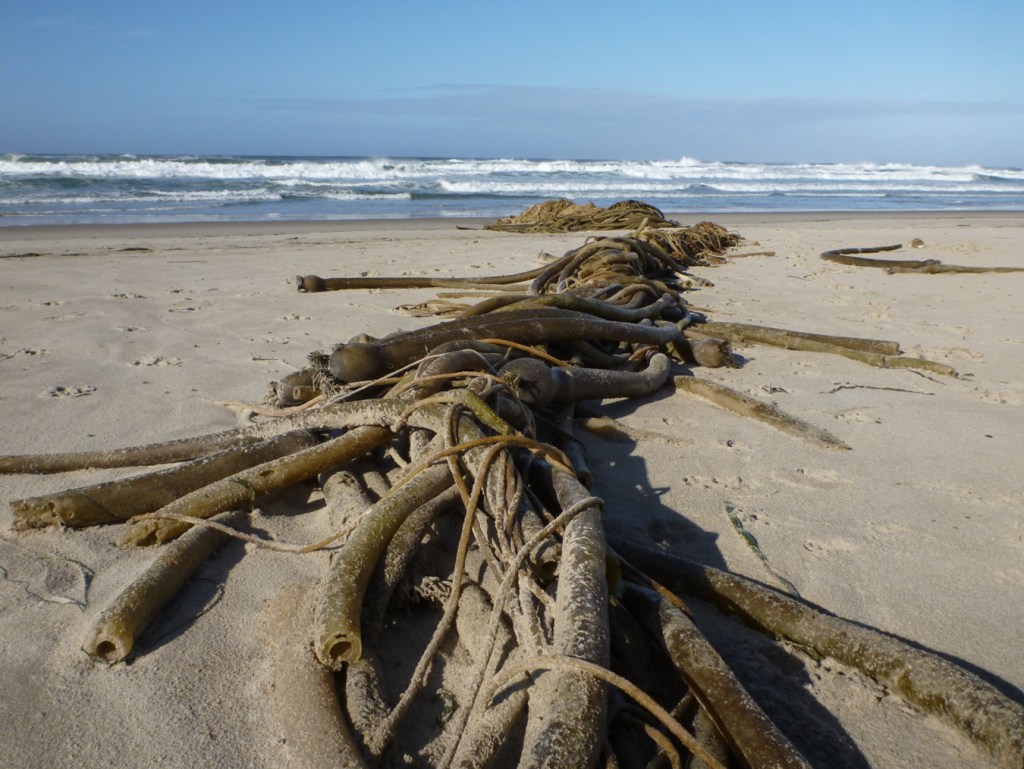 A long tangled bull kelp Nereocystis luetkeana drift mass on beach sand. Surf zone in the background. Clear sky.