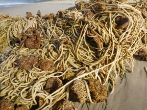 A heavy mass of bull kelp Nereocystis luetkeana stipes and scores of holdfasts resting on the sand.
