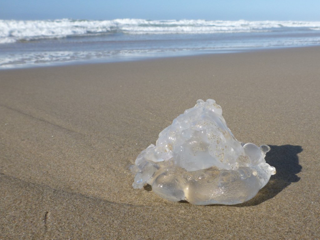 Closeup of a beached moon jelly Aurelia labiata fragment resting on the sand. Surf zone in the background. Clear sky.