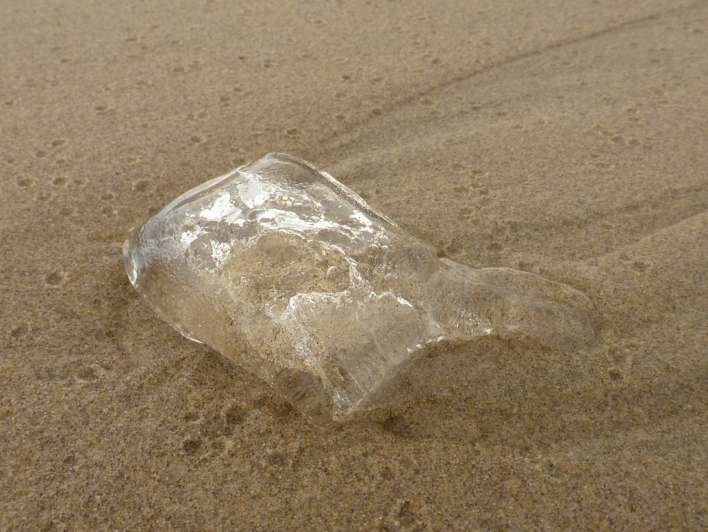 Jelly fragment resting on the sand, which is dimpled by rain drops.