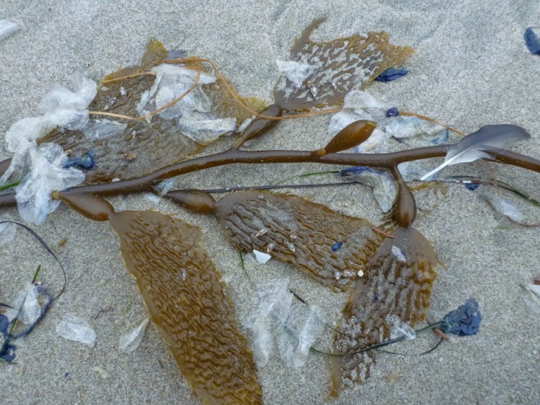 Drift Macrocystis and a few bleached and fresh by-the-wind sailors Velella velella rest on the sand.