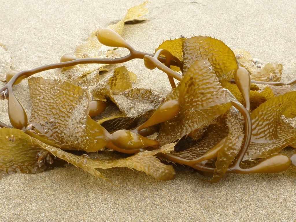 A small Macrocystis drift mass rests on the sand.