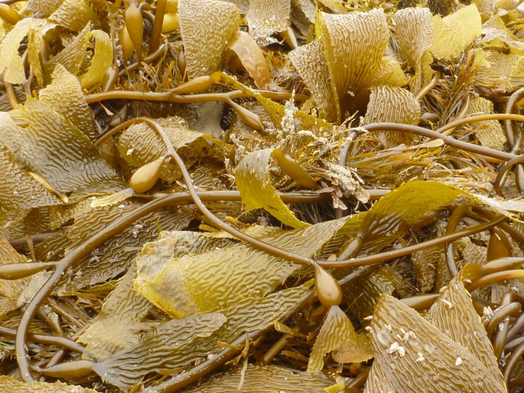 Closeup on a large mass of drift Macrocystis stipes, blades, and floats.