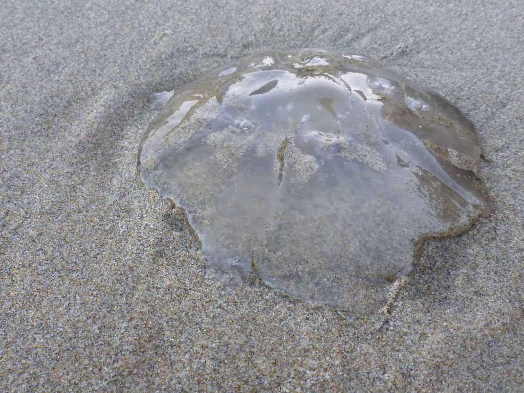Closeup of a beached moon jelly Aurelia labiata resting on the sand.