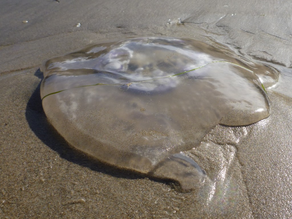 Closeup of a beached moon jelly Aurelia labiata fragment resting on the sand.