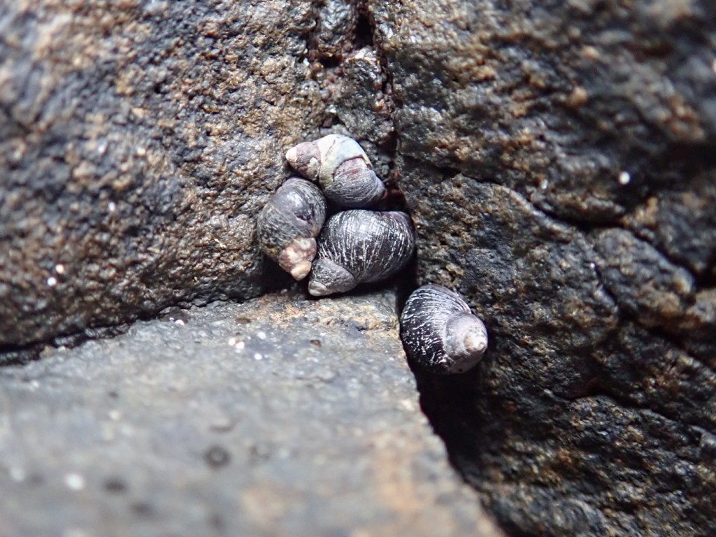 Closeup on four periwinkles Littorina clustered at a meeting of crevices on bare rock.