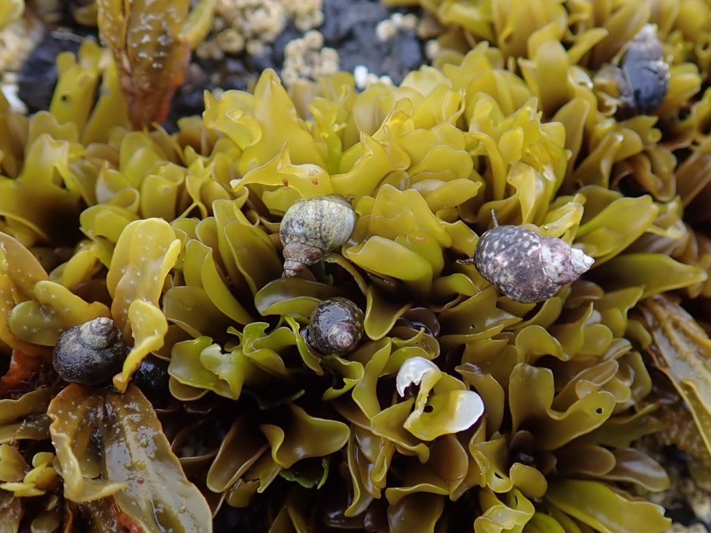 Closeup on five periwinkles Littorina atop a tuft of a mixed tuft of Mazzaella parksii and Fucus.