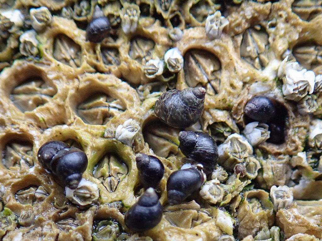 Closeup featuring several periwinkles Littorina on a bed of acorn barnacles Balanus glandula.