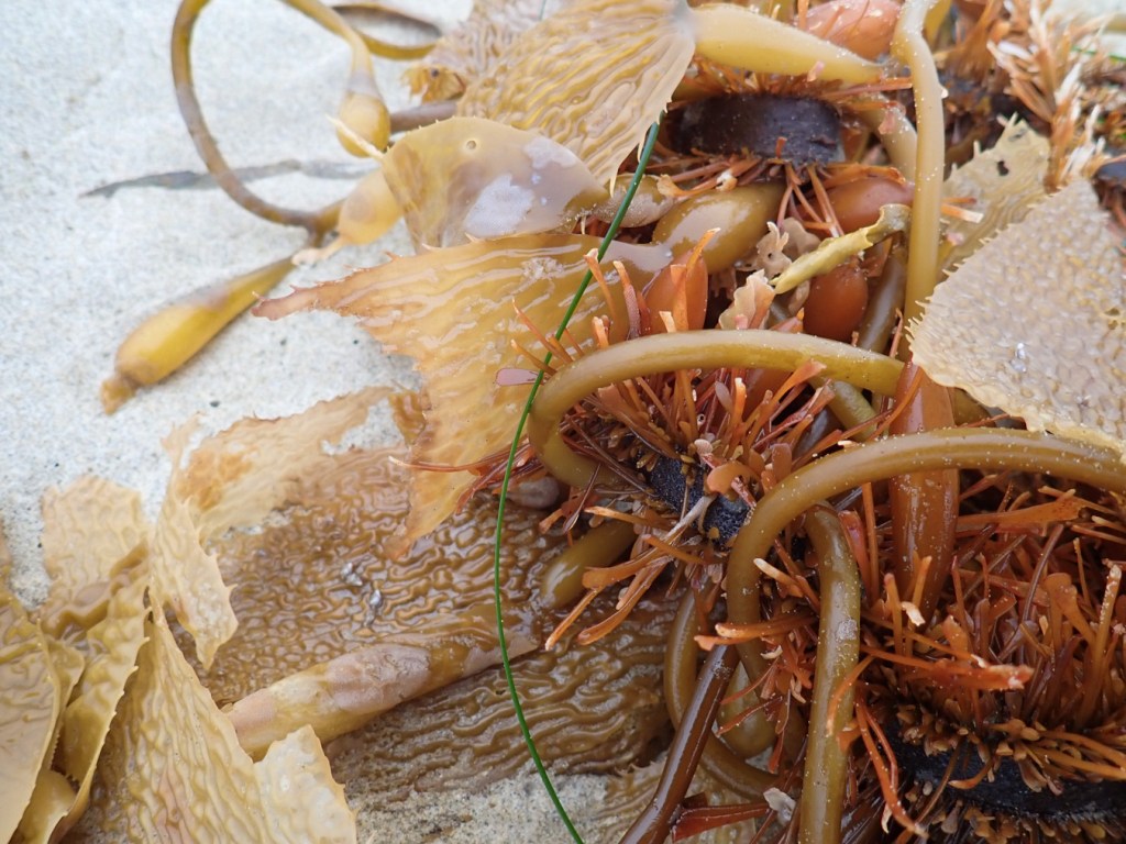 An intimate closeup of a tangled mass of drift Macrocystis and Egregia.