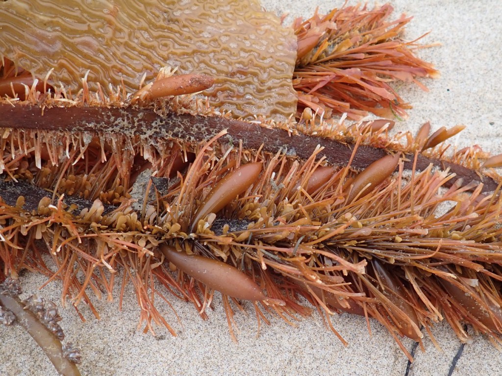 Closeup of two drift Egregia fronds and a portion of a third. A portion of a Macrocystis blade also appears in the scene.