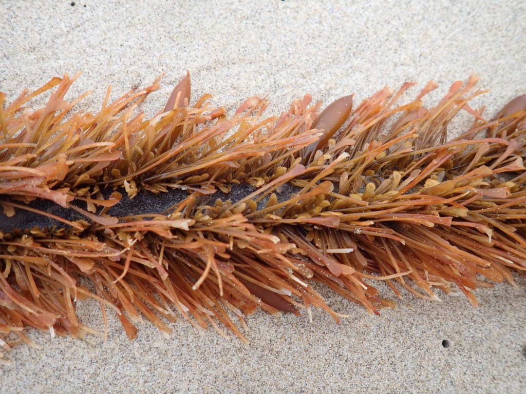 Closeup of an Egregia menziesii feather boa frond resting on the sand.