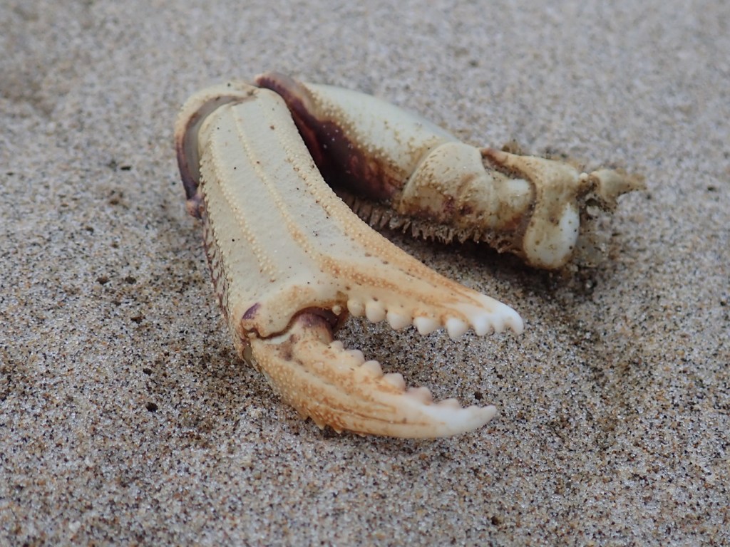 Closeup of a Dungeness crab Metacarcinus magister pinching claw resting on the sand.