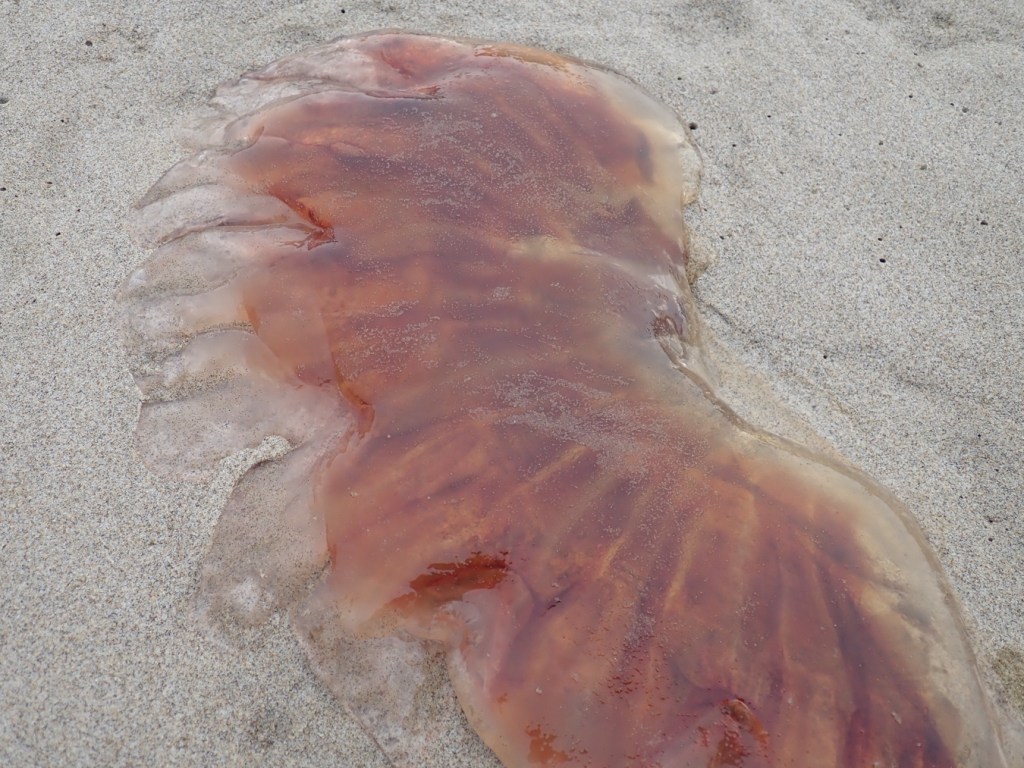 Lion's mane Cyanea ferruginea fragment resting on the sand.