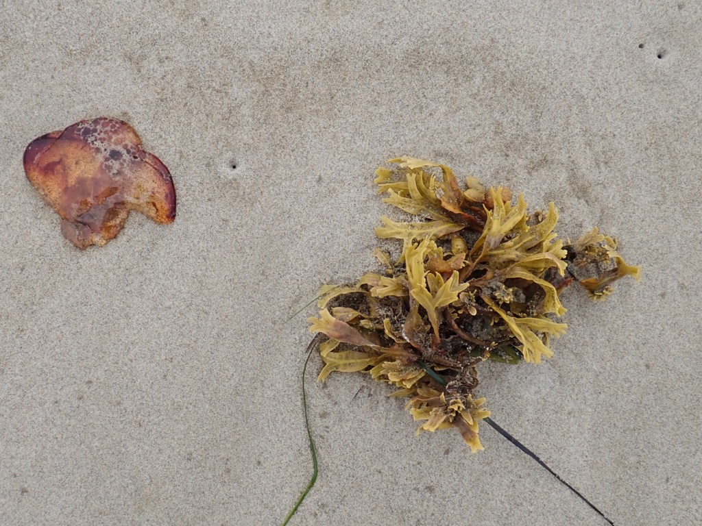 A drifted clump of Fucus rests on the sand next to a jellyfish fragment.