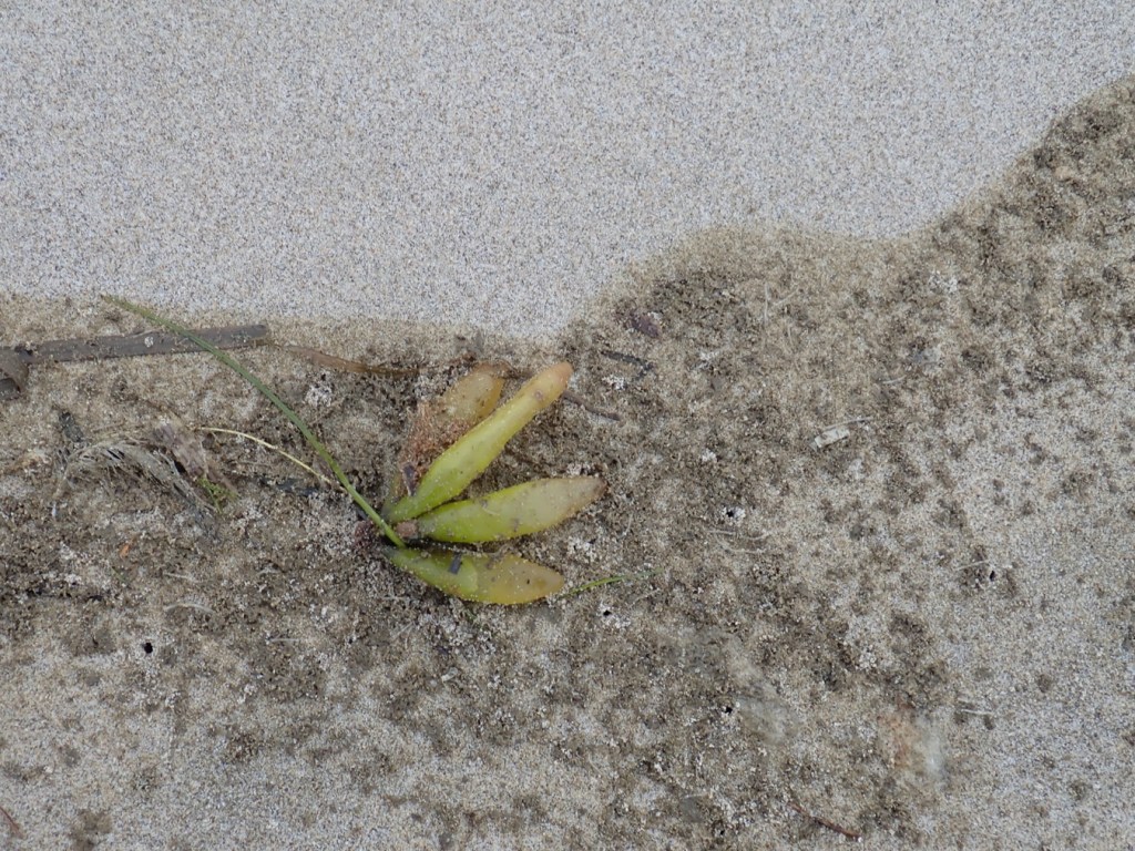 Drifted Halosaccion resting on the sand at the top of the swash.