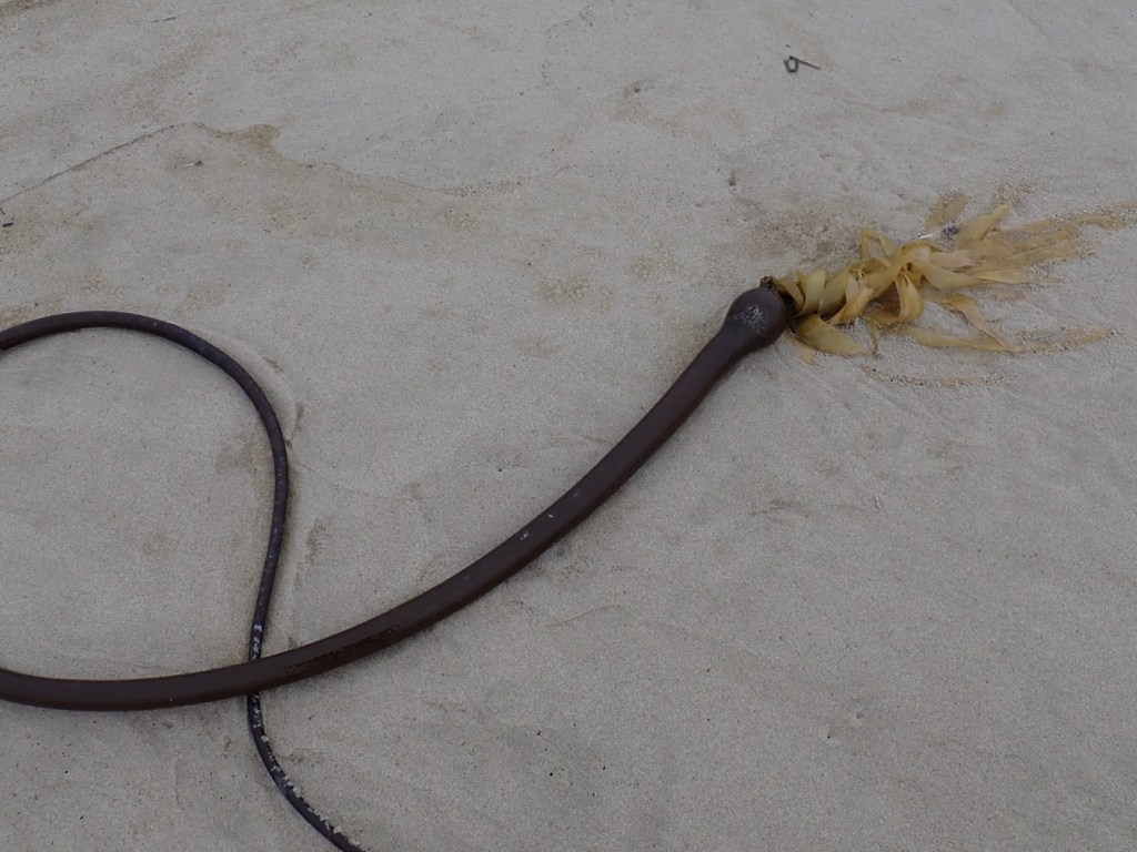 A bull kelp (Nereocystis) stipe, bulb, blades laying out on the sand.
