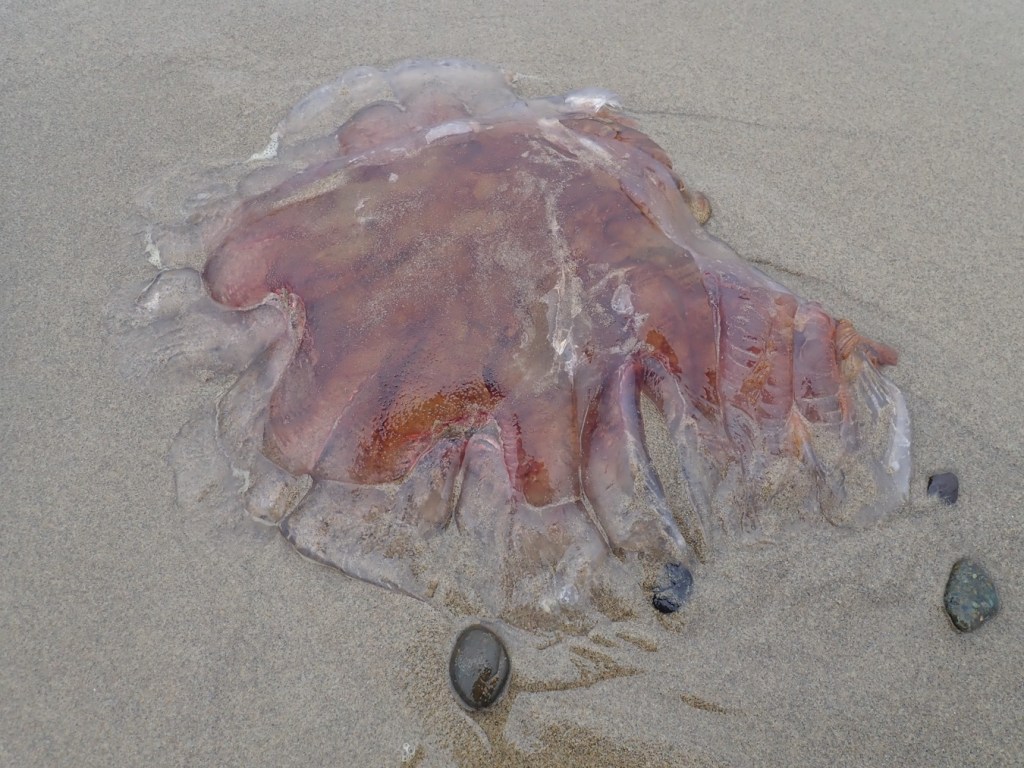 Lion's mane Cyanea ferruginea fragment resting on the sand.