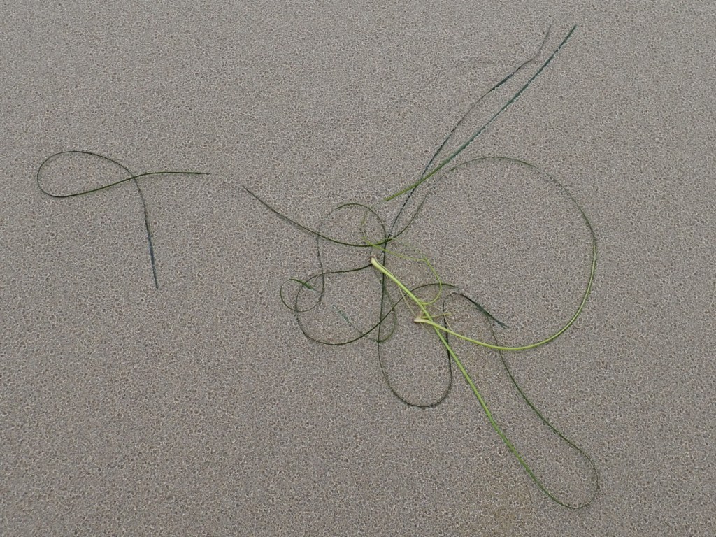 Just three of so surfgrass Phyllospadix blades resting on the sand. 
