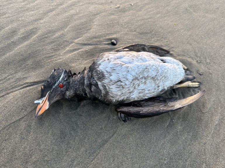 Closeup of a drifted breeding plumage rhinoceros auklet carcass resting on the sand.