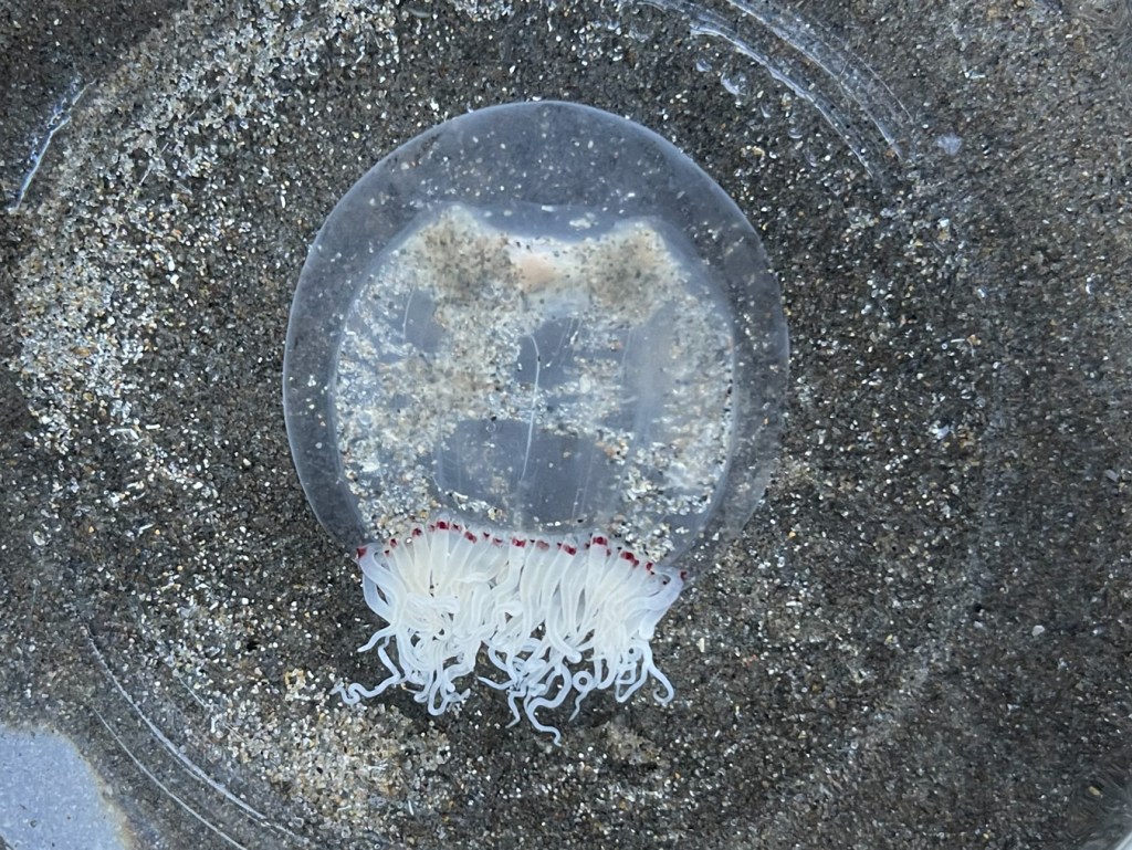 A little bell jelly, probably Polyorchis penicillatus floating in a clear glass finger bowl.