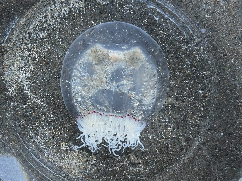 A little bell jelly, probably Polyorchis penicillatus floating in a clear glass finger bowl.