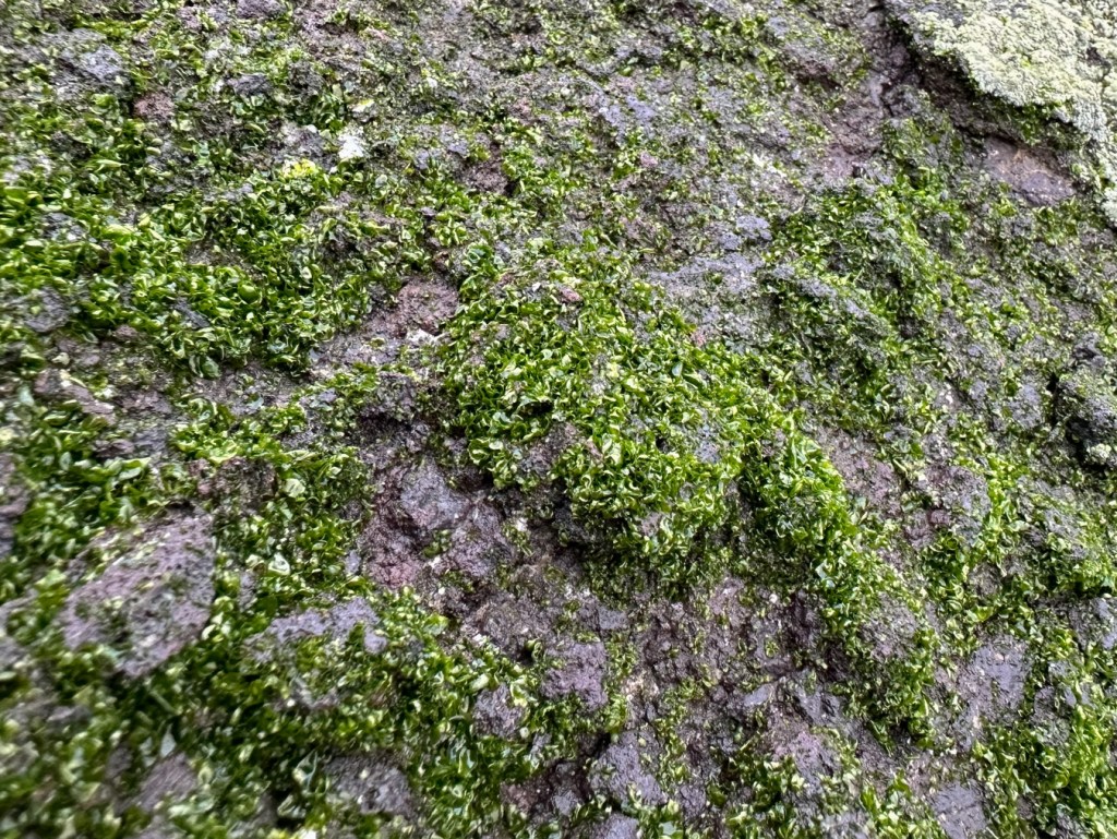 Prasiola on a spray zone outcrop.