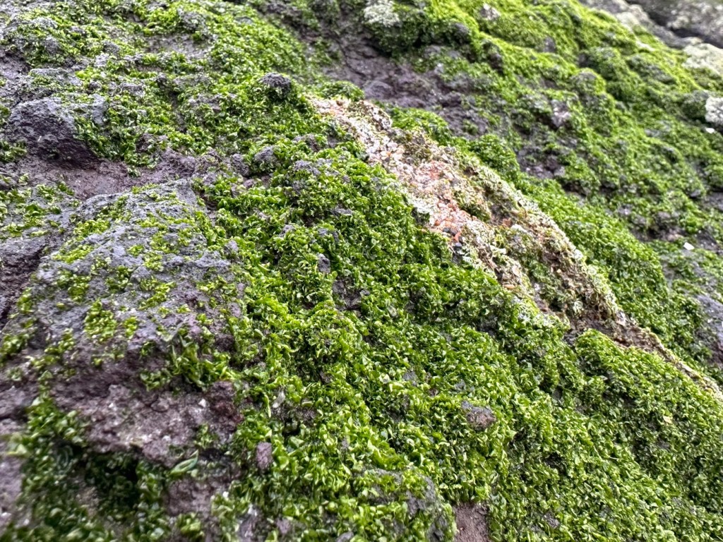 Prasiola and gull droppings on a spray zone outcrop.