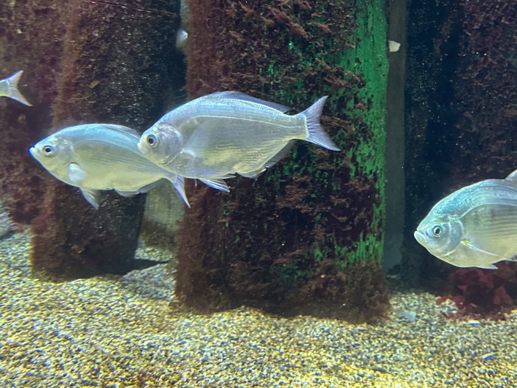 Three silver surfperch Hyperprosopon ellipticum in their tank at the Oregon Coast Aquarium.