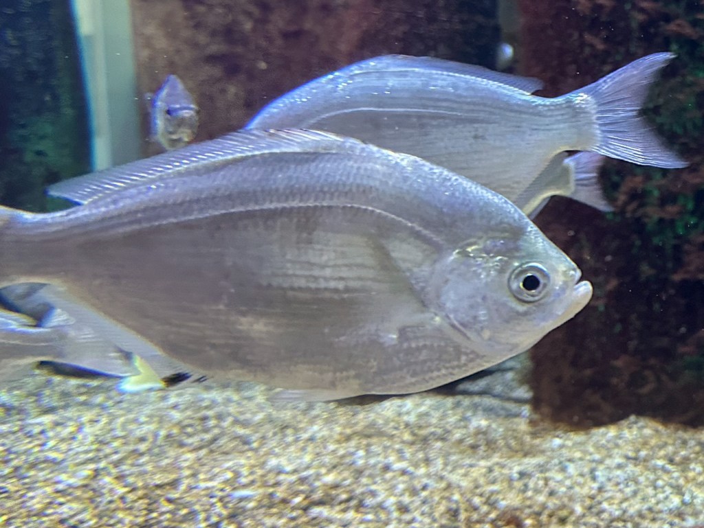 Closeup view of a silver surfperch Hyperprosopon ellipticum swimming close to the glass of its tank at the Oregon Coast Aquarium. This one has a slash of black coloration on the anal fin. Another silver behind, heading in the other direction.