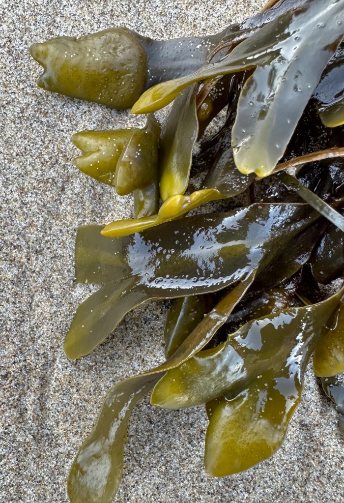 Closeup on a portion of a clump of drift Fucus resting on the sand.