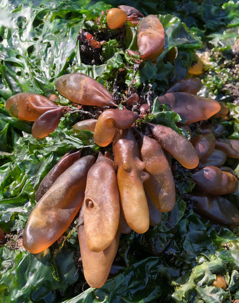 Exposed sea sacs Halosaccion on a bed of Ulva.